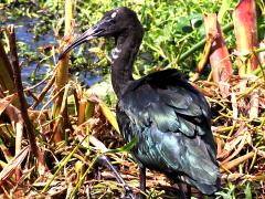 (Glossy Ibis) juvenile