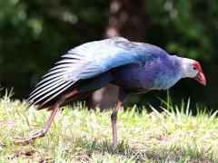 (Grey-headed Swamphen) balance