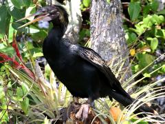 (Anhinga) male perching