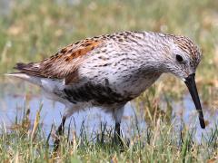 (Dunlin) frontal