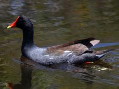 (Common Gallinule) swimming