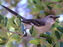 (Northern Mockingbird) calling