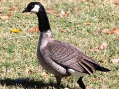 (Cackling Goose) walking