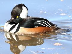 (Hooded Merganser) male