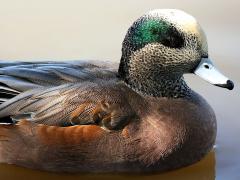 (American Wigeon) male head