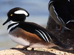 (Hooded Merganser) male