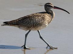 (Whimbrel) walking