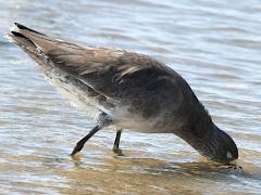 (Willet) feeding