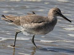 (Willet) wading