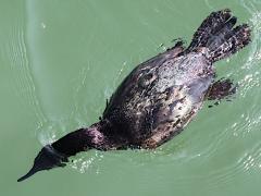 (Pelagic Cormorant) diving