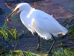 (Snowy Egret catches Striped Kelpfish)