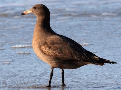 (Heermann's Gull) juvenile