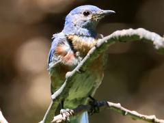 (Western Bluebird) male perching