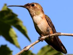 (Rufous Hummingbird) female perching