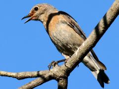 (Western Bluebird) female singing