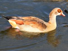 (Egyptian Goose) floating