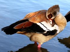 (Egyptian Goose) preening