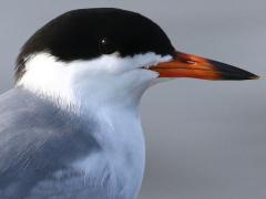 (Forster's Tern) standing