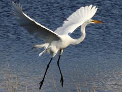 (Great Egret) blastoff