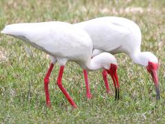 (White Ibis) feeding