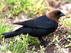 (Brown-headed Cowbird) male