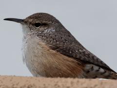 (Rock Wren) profile