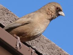 (Abert's Towhee) perching