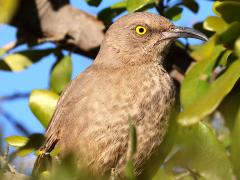 (Curve-billed Thrasher) perching