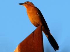 (Great-tailed Grackle) female