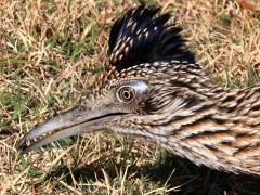 (Greater Roadrunner) foraging