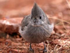 (Juniper Titmouse) frontal