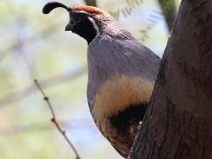 (Gambel's Quail) male perches