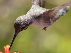 (Costa's Hummingbird) male nectaring