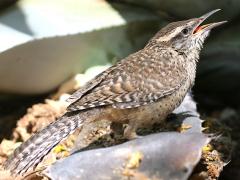 (Cactus Wren) juvenile