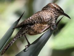 (Cactus Wren) resting