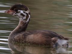 (Pied-billed Grebe) juvenile