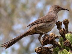 (Curve-billed Thrasher) perching