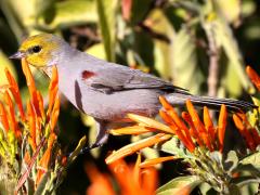 (Verdin) lateral