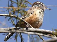 (Cactus Wren) perching