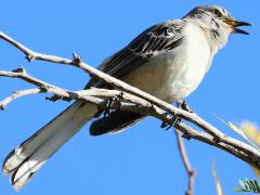 (Northern Mockingbird) singing