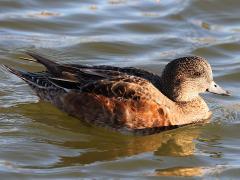 (American Wigeon) female