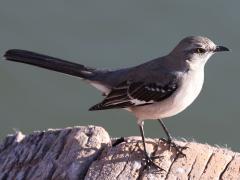 (Northern Mockingbird) standing