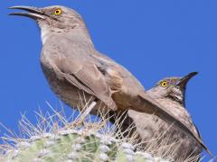 (Curve-billed Thrasher) singing