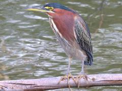 (Green Heron) standing