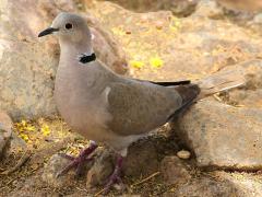 (Eurasian Collared Dove) standing