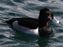 (Ring-necked Duck) male