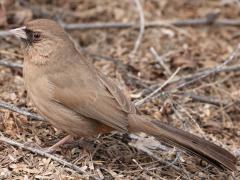 (Abert's Towhee) profile