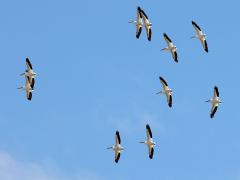 (American White Pelican) flight