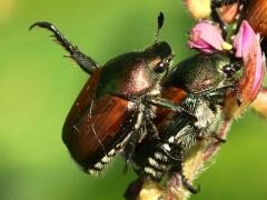 (Japanese Beetle) mating