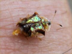 (Mottled Tortoise Beetle) dorsal